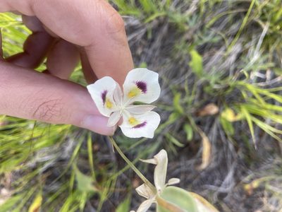 Calochortus eurycarpus, photographed by Brandon Wheeler