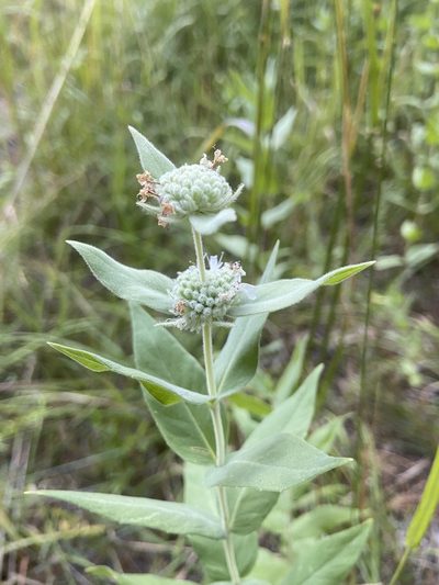 Pycnanthemum californicum, photographed by Brandon Wheeler