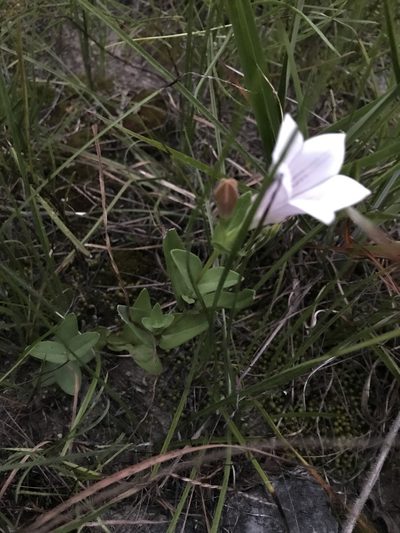 Spigelia alabamensis, photographed by anguspritchard