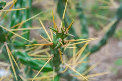Cylindropuntia kleiniae, photographed by Ismael EPM