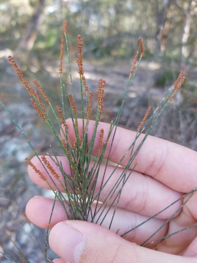 Allocasuarina distyla, photographed by Tim