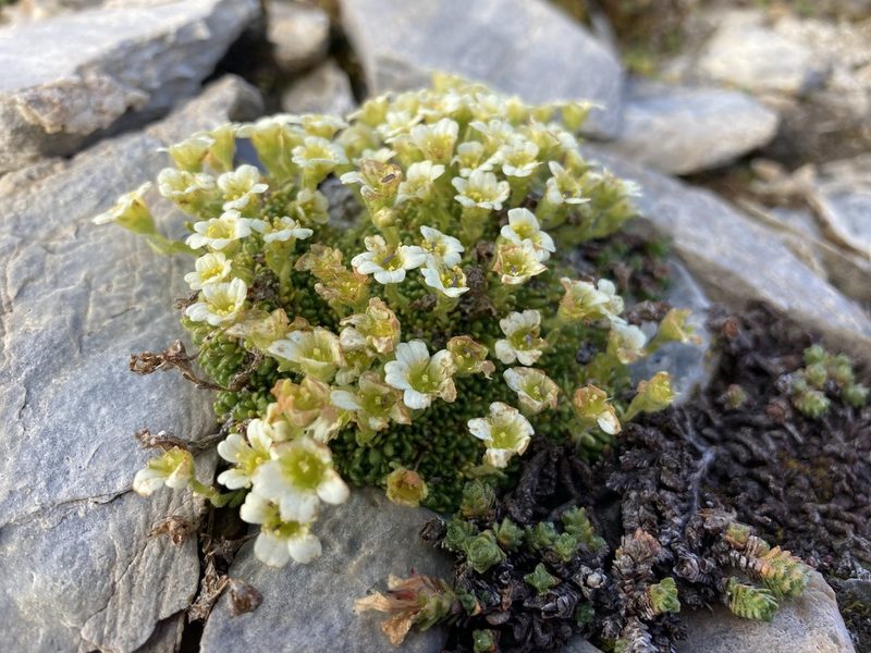 Saxifraga muscoides, photographed by Fabien Anthelme