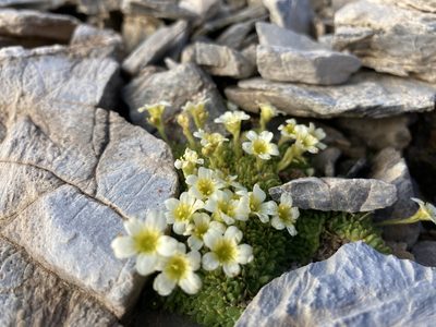Saxifraga muscoides, photographed by Fabien Anthelme