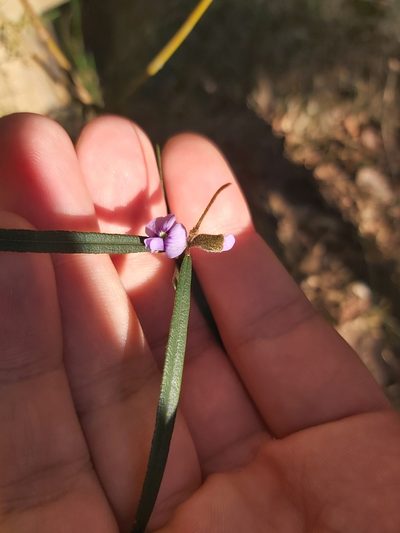 Hovea longifolia, photographed by Tim