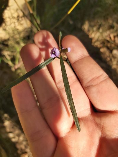 Hovea longifolia, photographed by Tim