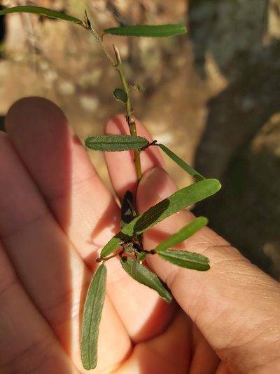 Hovea longifolia, photographed by Tim
