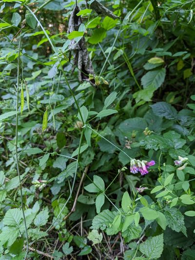 Vicia dumetorum, photographed by Tobias Schönberg