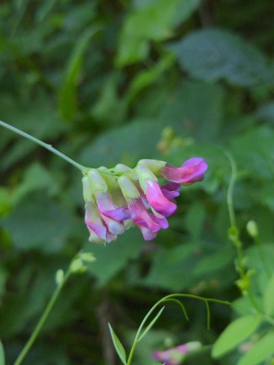 Vicia dumetorum, photographed by Tobias Schönberg
