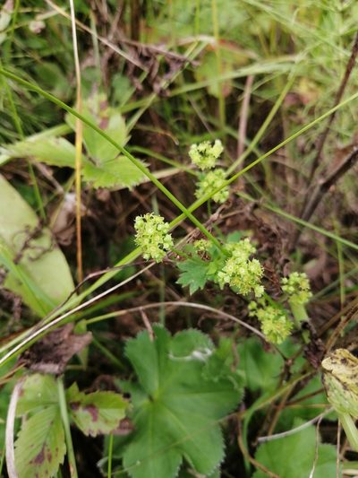 Alchemilla sarmatica, photographed by Rinrin