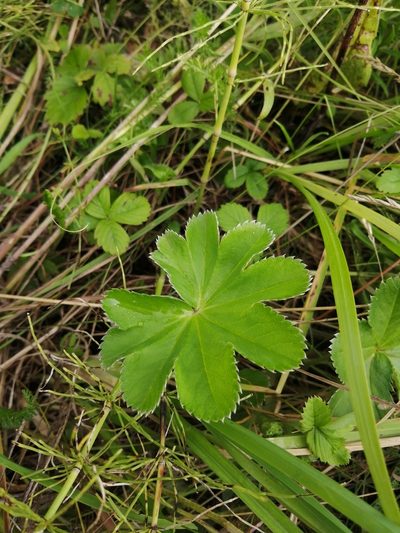Alchemilla sarmatica, photographed by Rinrin