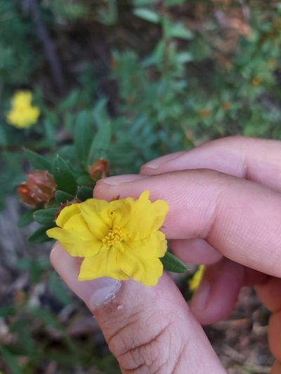 Hibbertia bracteata, photographed by Tim