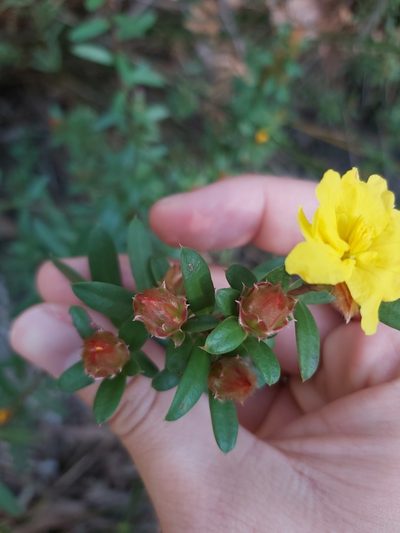 Hibbertia bracteata, photographed by Tim