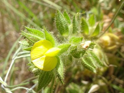 Ononis pubescens, photographed by Thomas Koffel