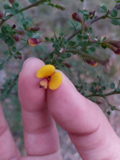 Bossiaea obcordata, photographed by Tim