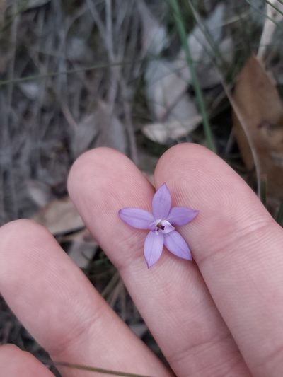 Caladenia minorata, photographed by Tim