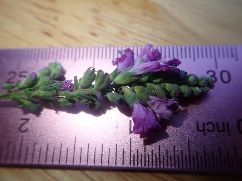 Physostegia parviflora, photographed by Nolan Exe