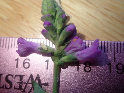 Physostegia parviflora, photographed by Nolan Exe