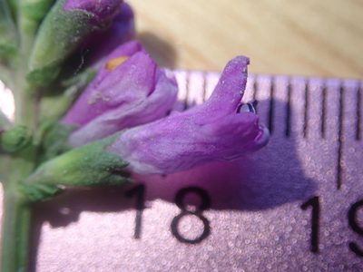 Physostegia parviflora, photographed by Nolan Exe