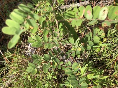 Amorpha herbacea, photographed by John Kees