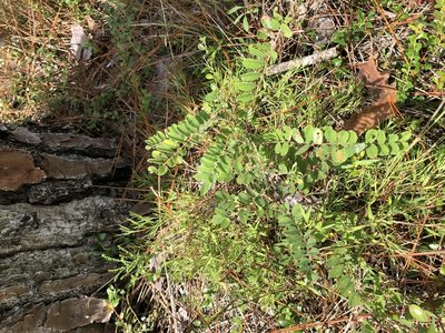 Amorpha herbacea, photographed by John Kees