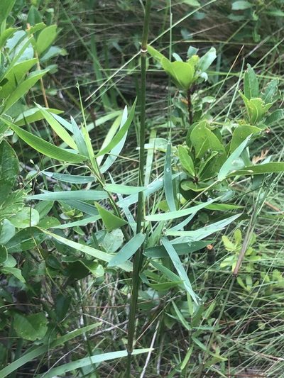 Dichanthelium mattamuskeetense, photographed by John Kees