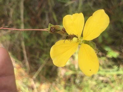 Ludwigia virgata, photographed by John Kees
