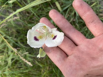Calochortus eurycarpus, photographed by Grant Chovil