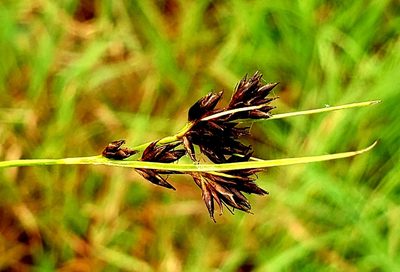 Rhynchospora capitellata, photographed by Roy Boyle