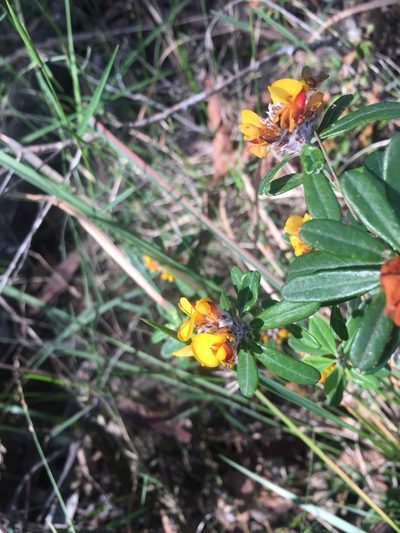Pultenaea myrtoides, photographed by Heather Marie