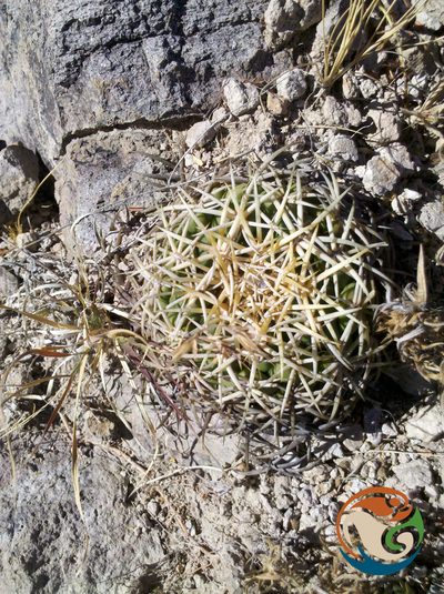 Coryphantha retusa, photographed by Eugenio Padilla