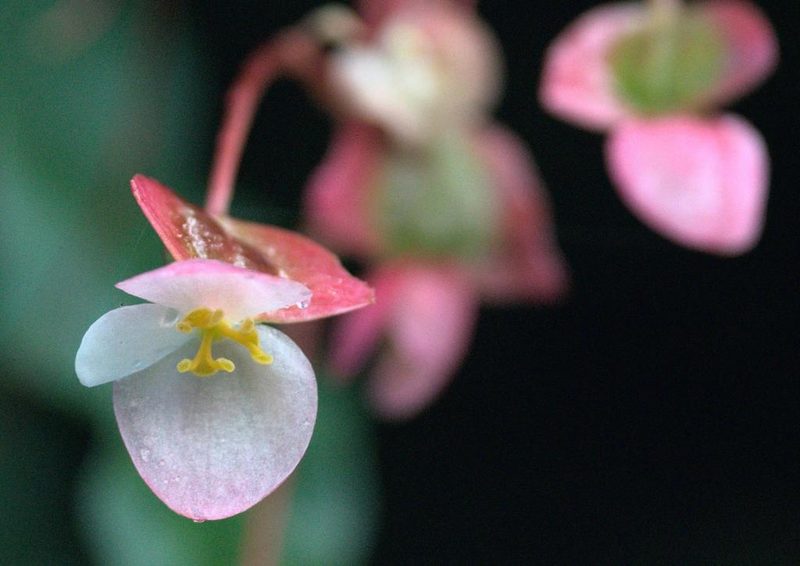 Begonia dioica, photographed by Ramnarayan K