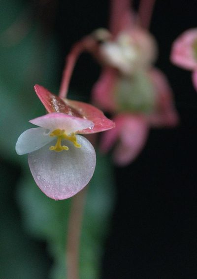 Begonia dioica, photographed by Ramnarayan K
