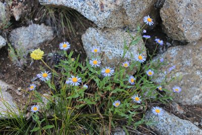 Erigeron speciosus, photographed by Paul McClellan