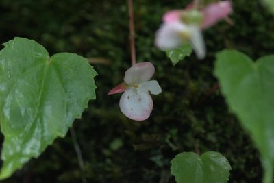 Begonia dioica, photographed by Ramnarayan K