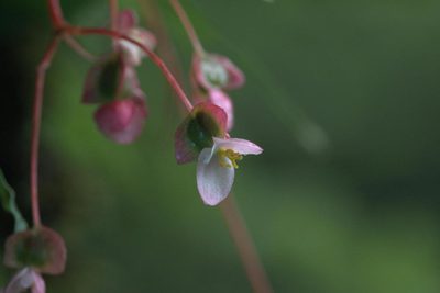 Begonia dioica, photographed by Ramnarayan K