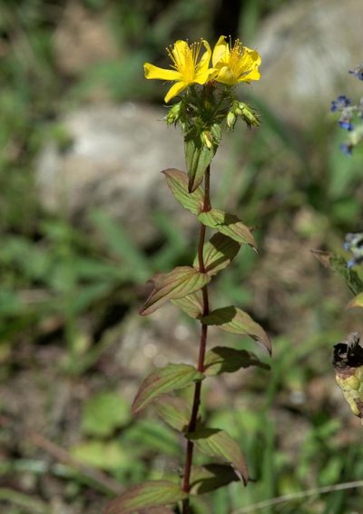 Hypericum elodeoides, photographed by Ramnarayan K