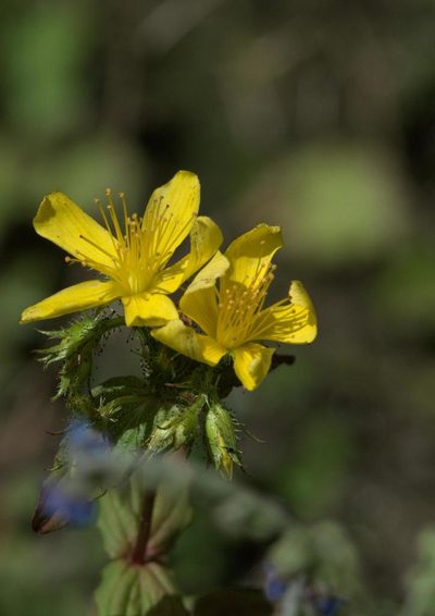 Hypericum elodeoides, photographed by Ramnarayan K