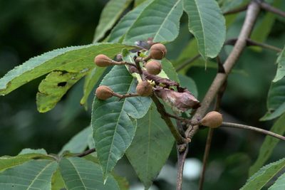 Aesculus indica, photographed by Ramnarayan K