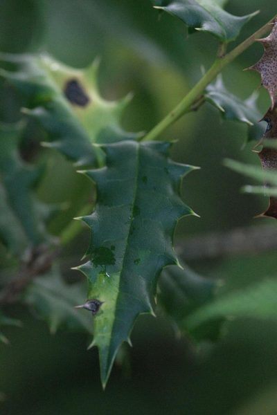 Ilex dipyrena, photographed by Ramnarayan K