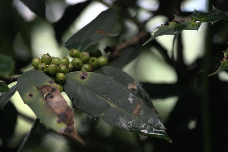 Ilex dipyrena, photographed by Ramnarayan K