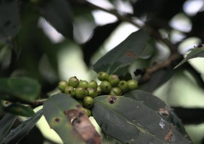 Ilex dipyrena, photographed by Ramnarayan K