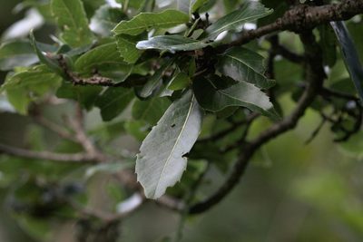 Quercus floribunda, photographed by Ramnarayan K
