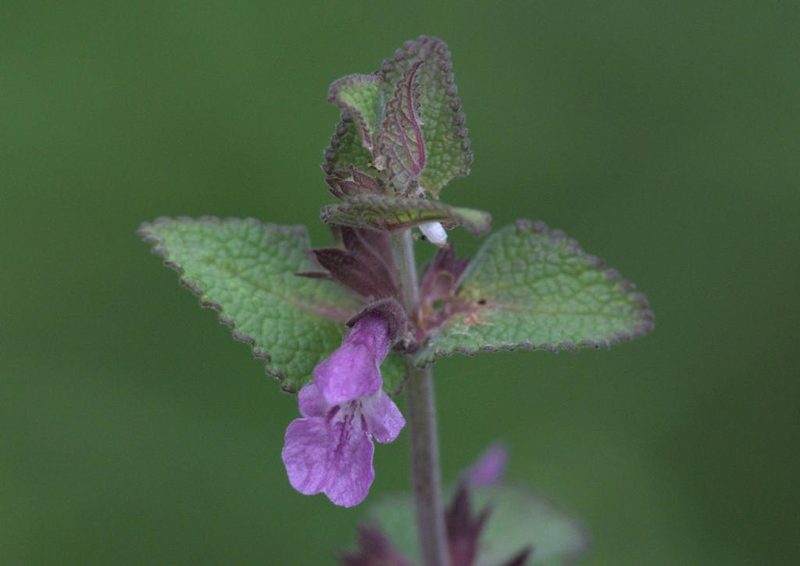 Stachys splendens, photographed by Ramnarayan K