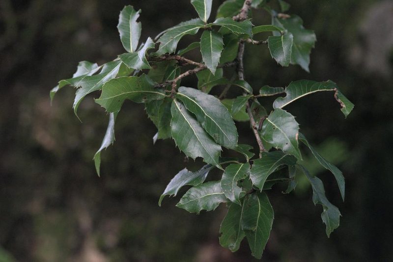 Quercus floribunda, photographed by Ramnarayan K