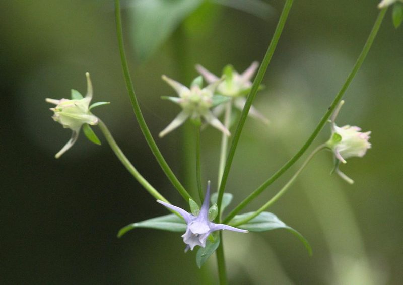 Halenia elliptica, photographed by Ramnarayan K