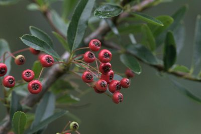 Pyracantha crenulata, photographed by Ramnarayan K