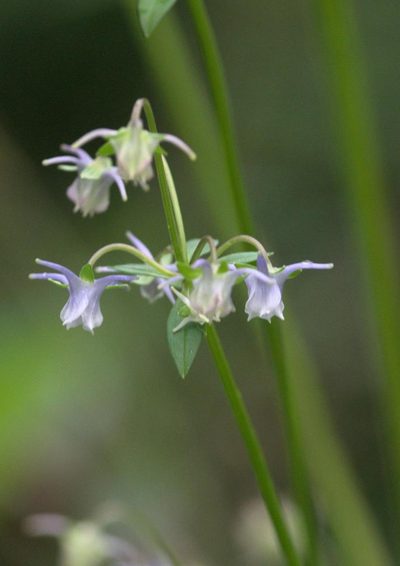 Halenia elliptica, photographed by Ramnarayan K