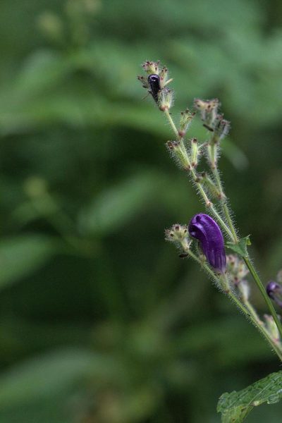 Strobilanthes atropurpurea, photographed by Ramnarayan K