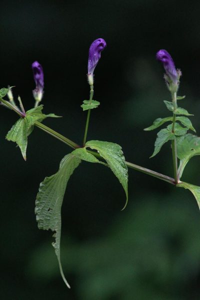 Strobilanthes atropurpurea, photographed by Ramnarayan K