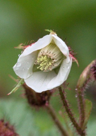 Rubus nepalensis, photographed by Ramnarayan K